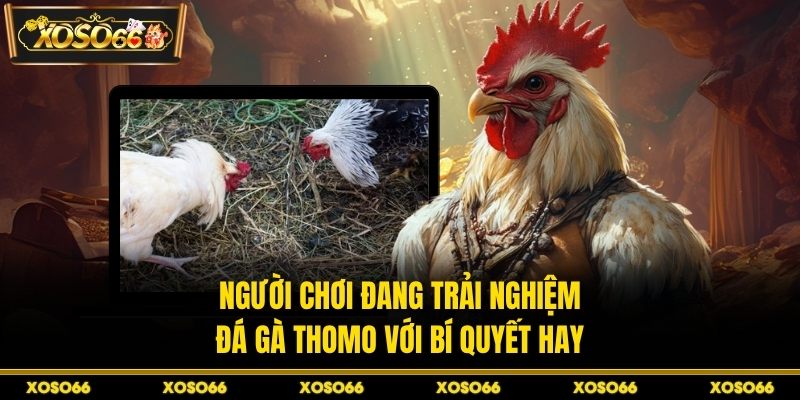 Người chơi đang trải nghiệm đá gà Thomo với bí quyết hay