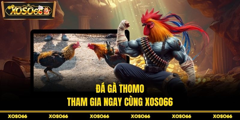 Đá gà Thomo