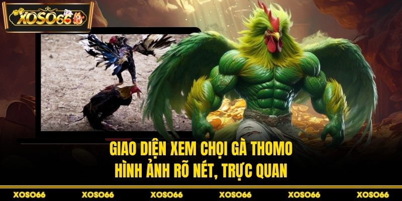 Giao diện xem chọi gà Thomo hình ảnh rõ nét, trực quan