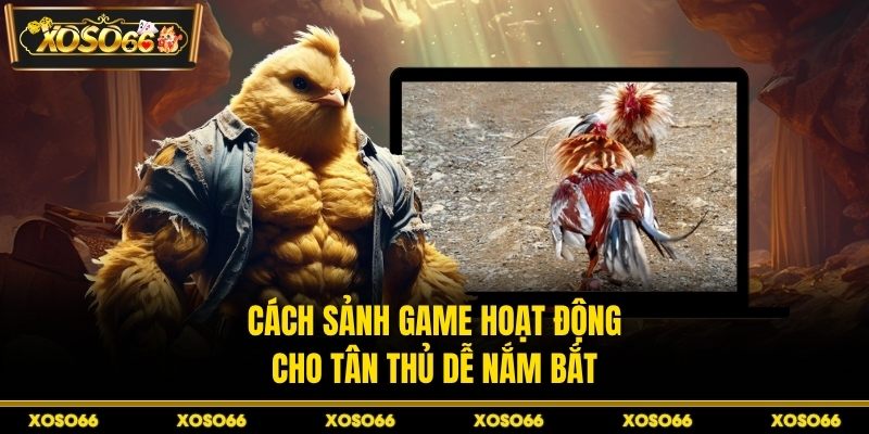 Cách sảnh game hoạt động cho tân thủ dễ nắm bắt