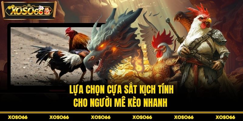 Lựa chọn cựa sắt kịch tính cho người mê kèo nhanh