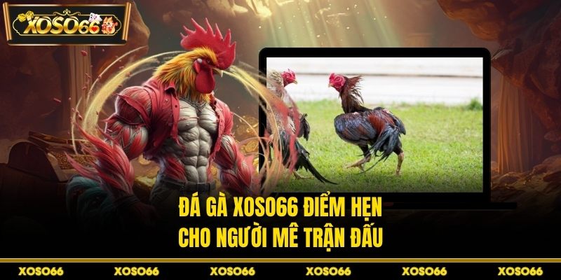 Đá gà XOSO66 điểm hẹn cho người mê trận đấu